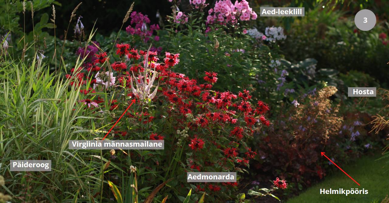 Juhtpüsikud on aed-leeklill, virginia männasmailane (noor taim, pildil veel väike) ja aedmonarda. 